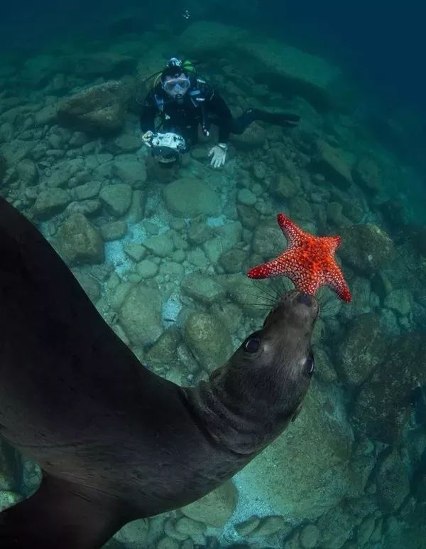 墨西哥游泳选手速度飞快,斩获第一! 墨西哥游泳选手速度飞快,斩获第一!